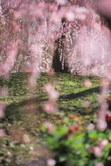 のぞいてみました