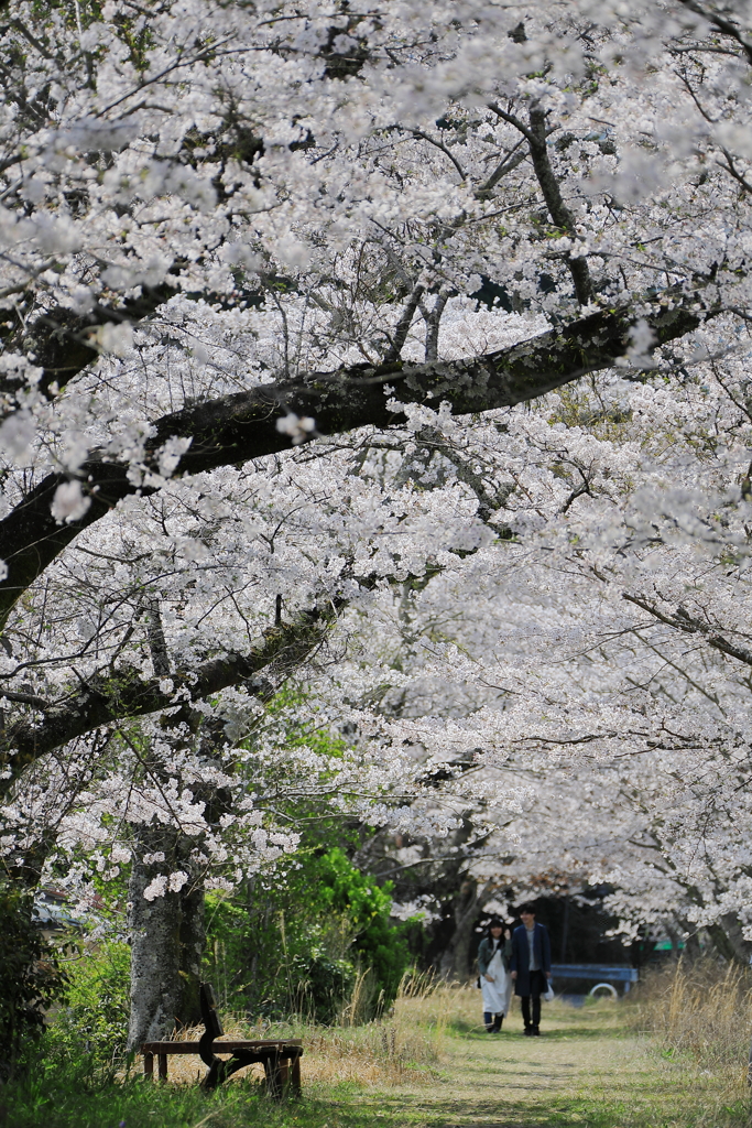 二人の花道