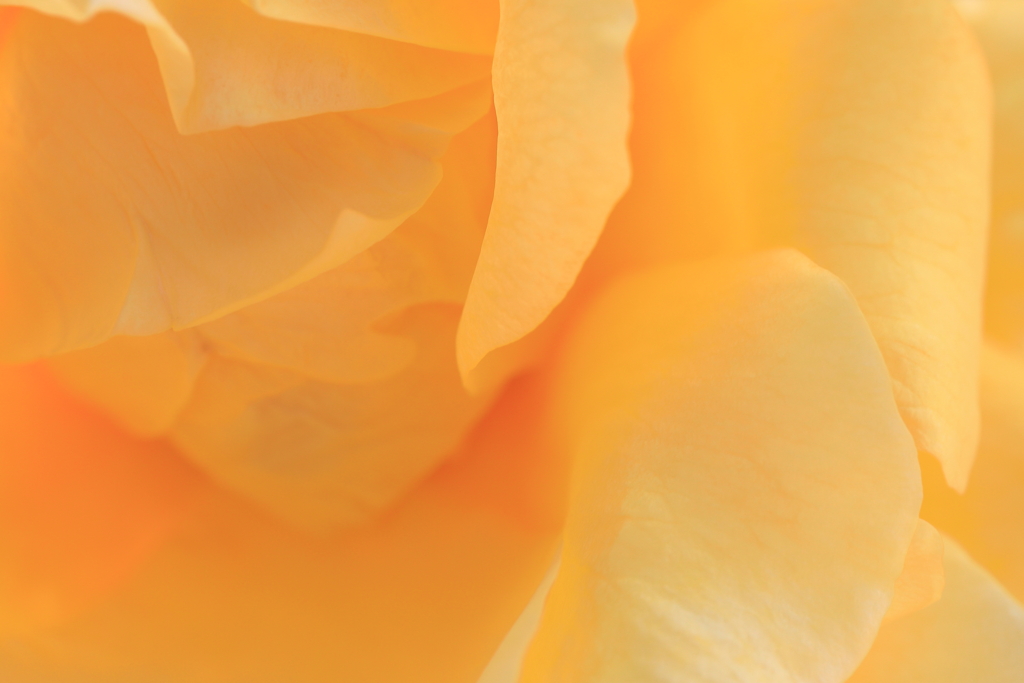 バラのハナビラ