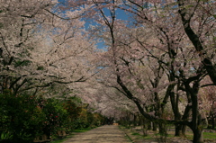 弘前城ソメイヨシノ