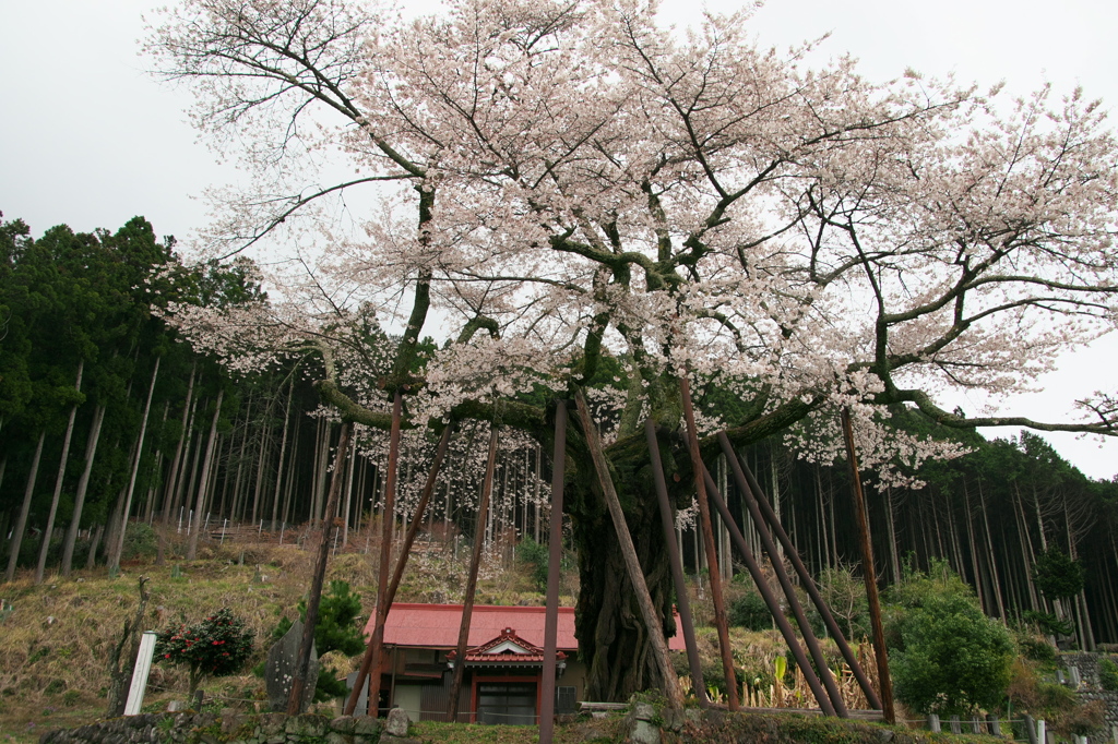 本郷の千年桜