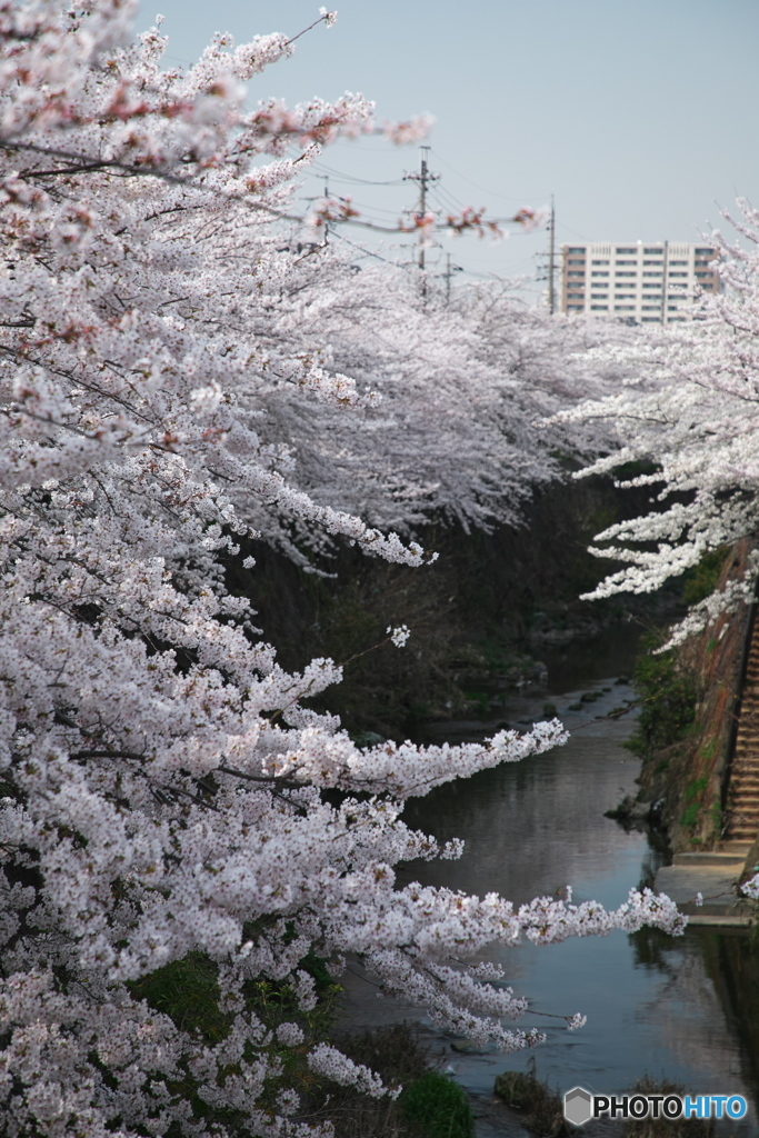 山崎川桜花