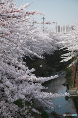 山崎川桜花