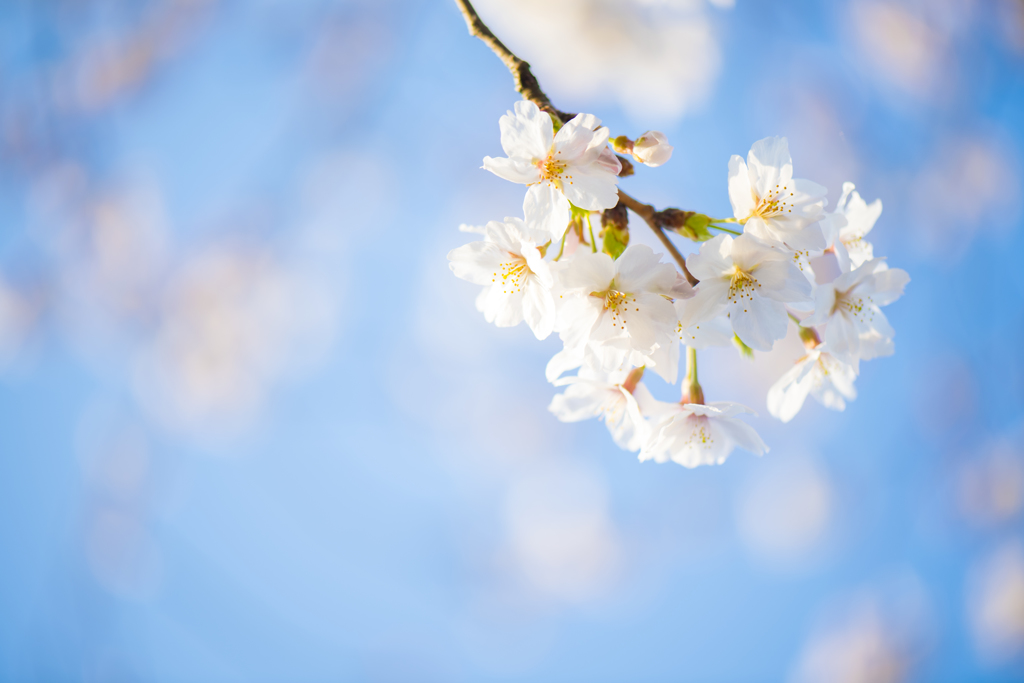 2018 桜