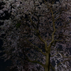 しだれ桜