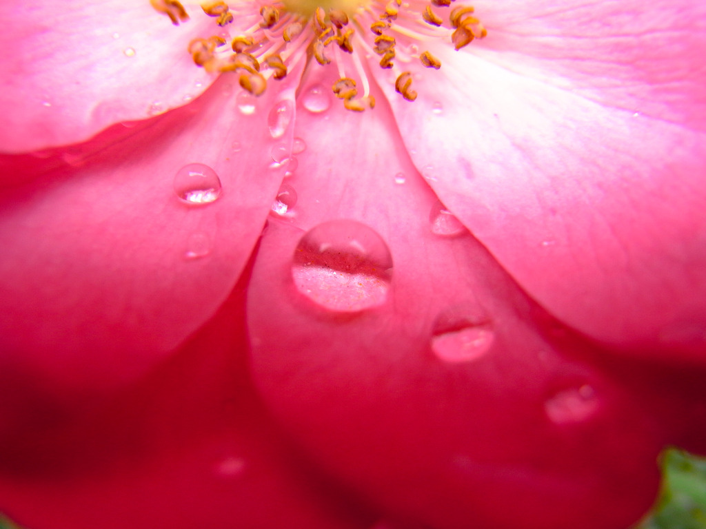 雨上がりの花びら