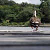 哀愁のヒップ