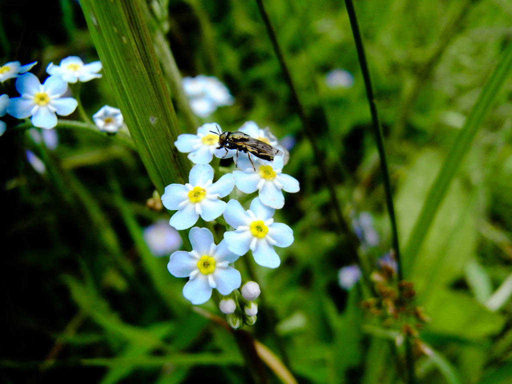 花アブでしょうか？