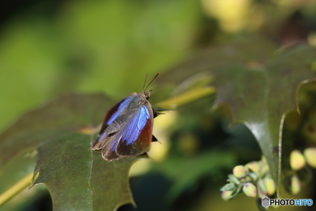 ムラサキシジミ