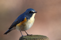 背景秋色でルリビタキ