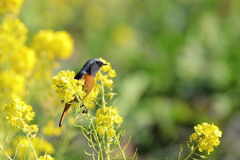 菜の花とジョウビタキ