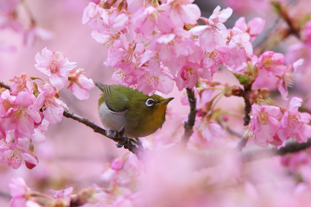 河津桜とメジロ