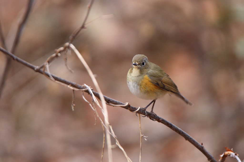 ルリビタキ（♀型）