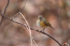 ルリビタキ（♀型）