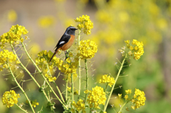 菜の花とジョウビタキ