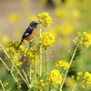 菜の花とジョウビタキ