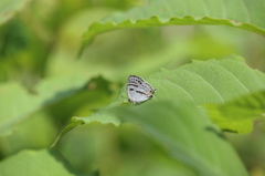 100-400（Ⅱ型）試し撮り