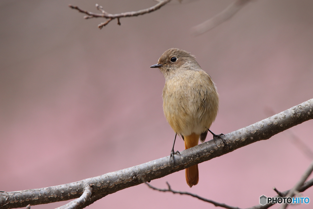 河津桜を背景にしたジョウビタキ