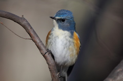 APS-C機でもルリビタキ