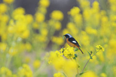 菜の花畑のジョウビタキ