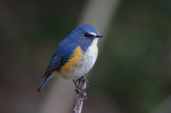 ルリビタキ（超解像版）