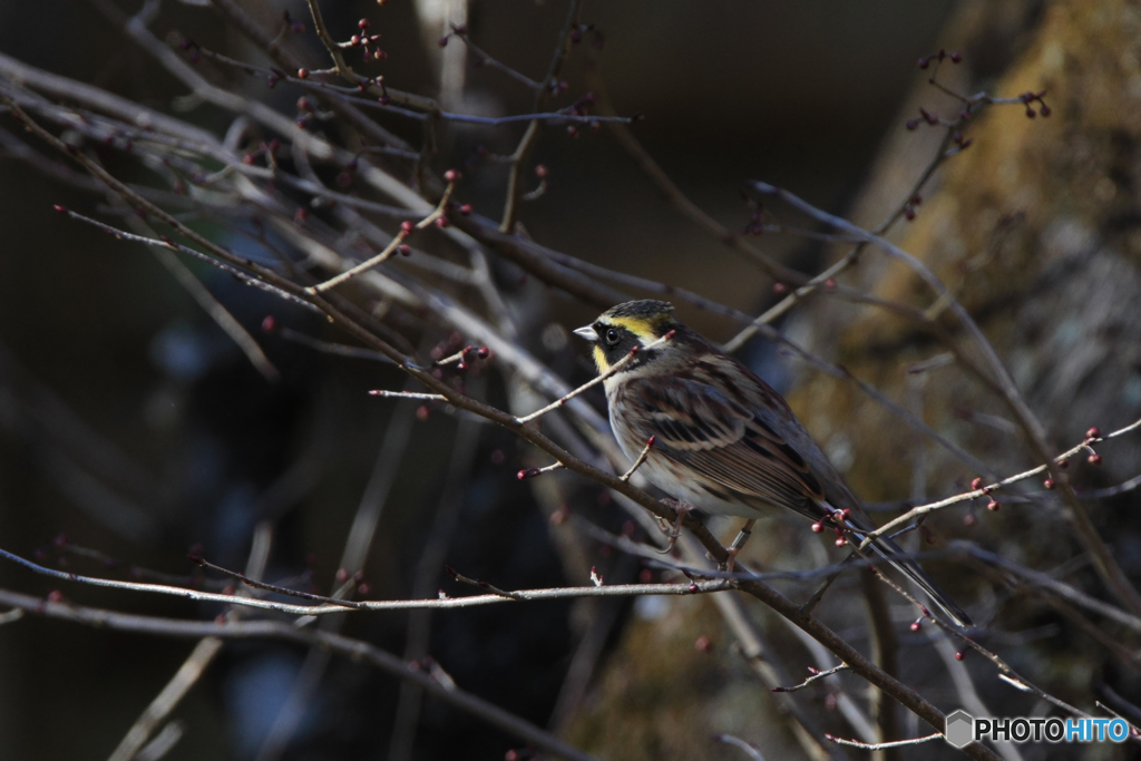 ミヤマホオジロ