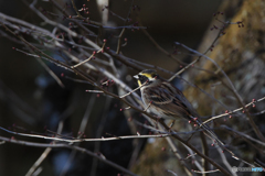 ミヤマホオジロ