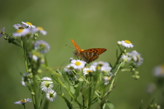 100-400（Ⅱ型）試し撮り