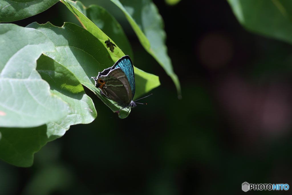 メスアカミドリシジミ