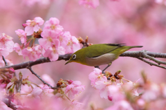 河津桜とメジロ