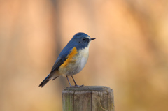 ルリビタキ（杭乗り）