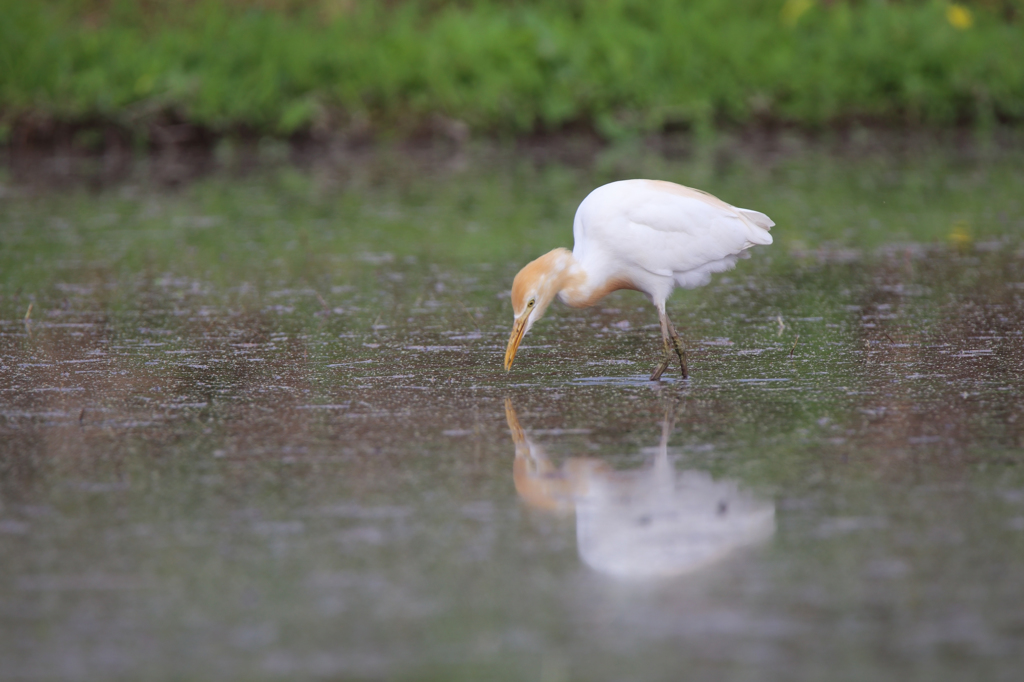 アマサギ