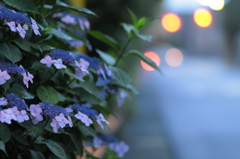 早朝の紫陽花（2）