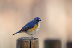 ルリビタキ（杭乗り）