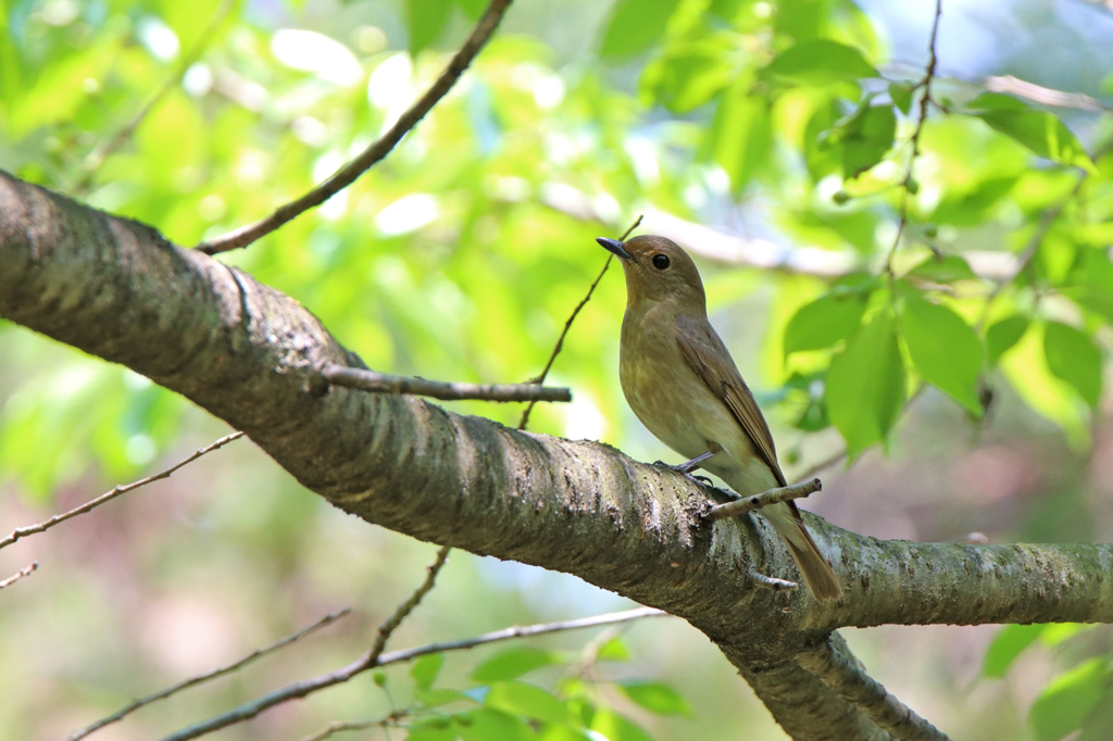 オオルリ♀