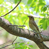 オオルリ♀