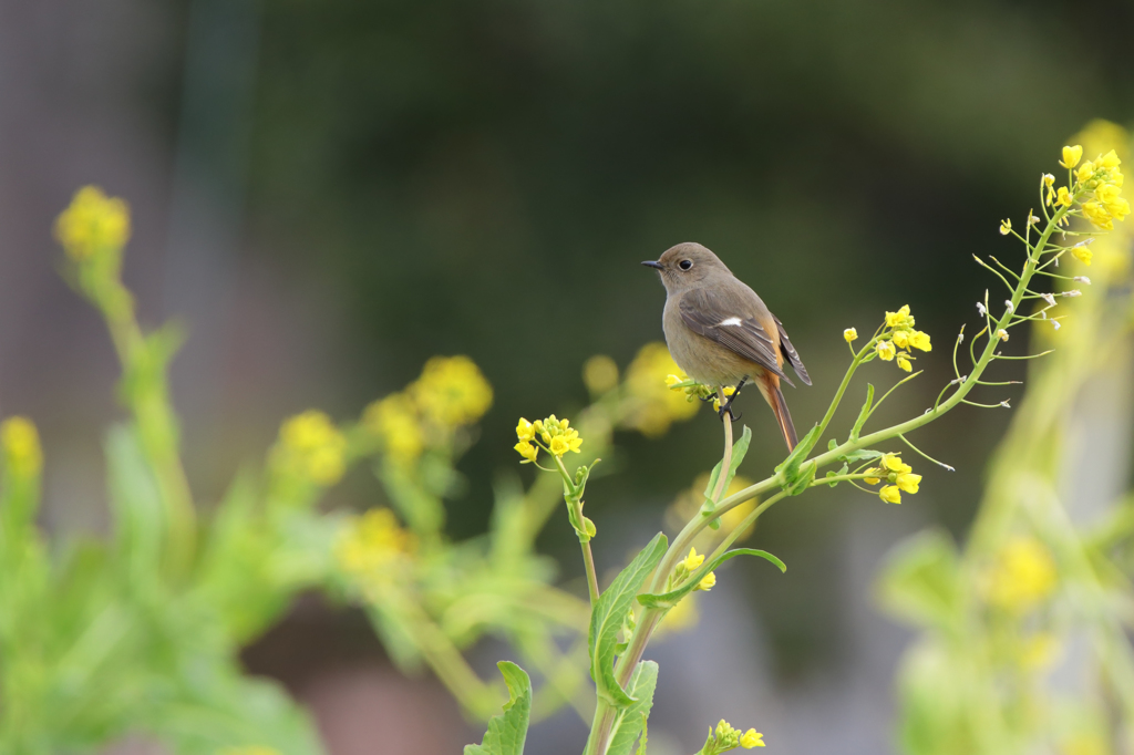 菜の花とジョウビタキ（♀）