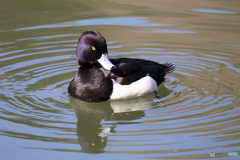 キンクロハジロ