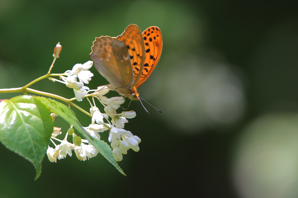 クモガタヒョウモン