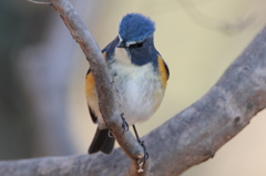 APS-C機でもルリビタキ