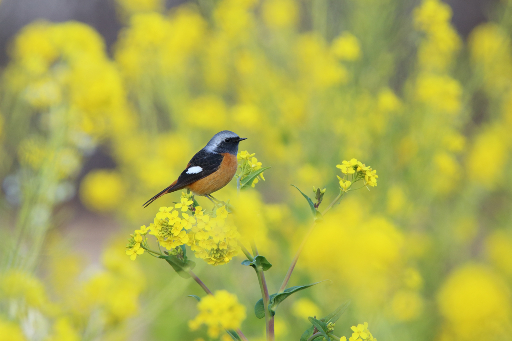 菜の花畑のジョウビタキ