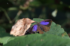 ムラサキツバメ♀
