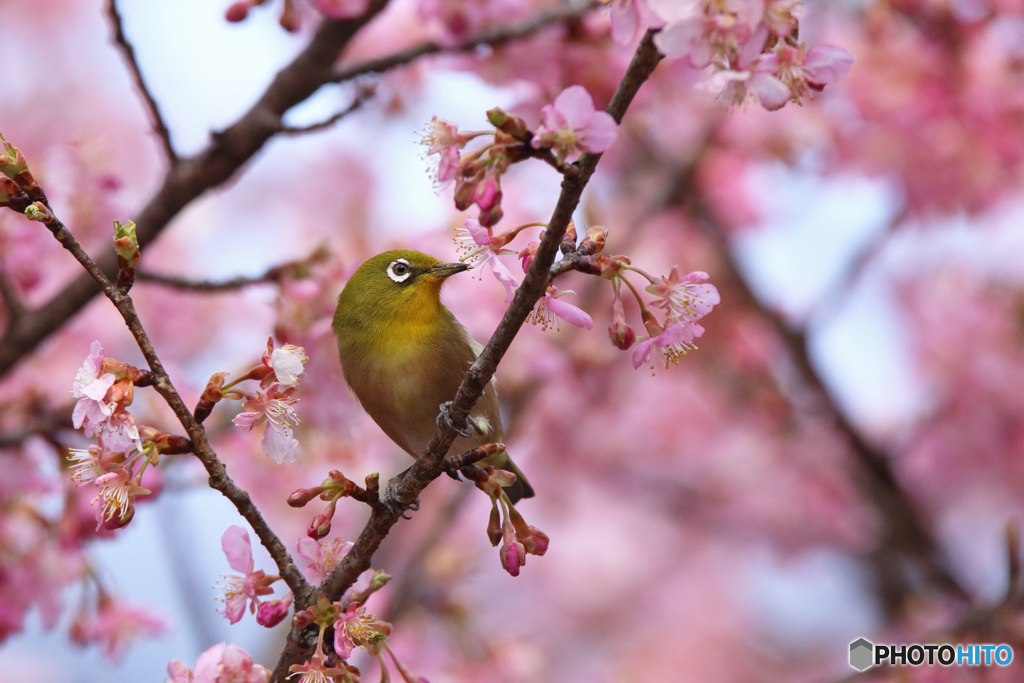 メジロと河津桜