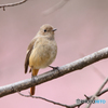 河津桜を背景にしたジョウビタキ