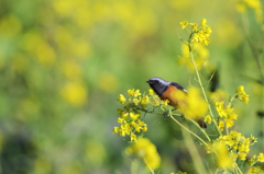 菜の花とジョウビタキ
