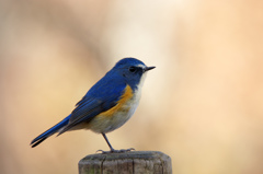 紅葉をバックにルリビタキ（超解像版図鑑風）