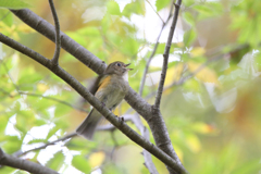 ルリビタキ（♀型）