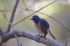 ルリビタキ（逆光） 