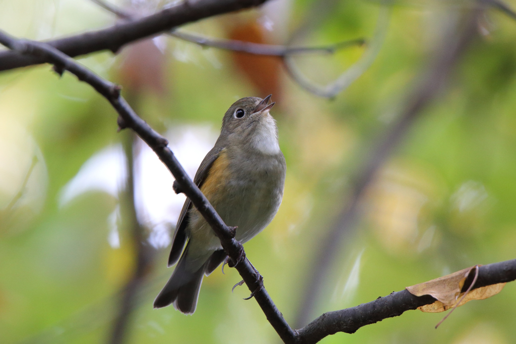 ルリビタキ（♀型）