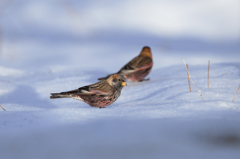 雪の上のハギマシコ